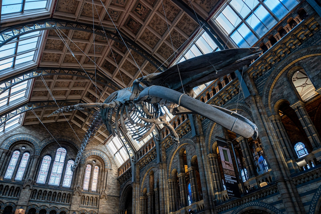 a large dinosaur skeleton hanging from the ceiling of a building