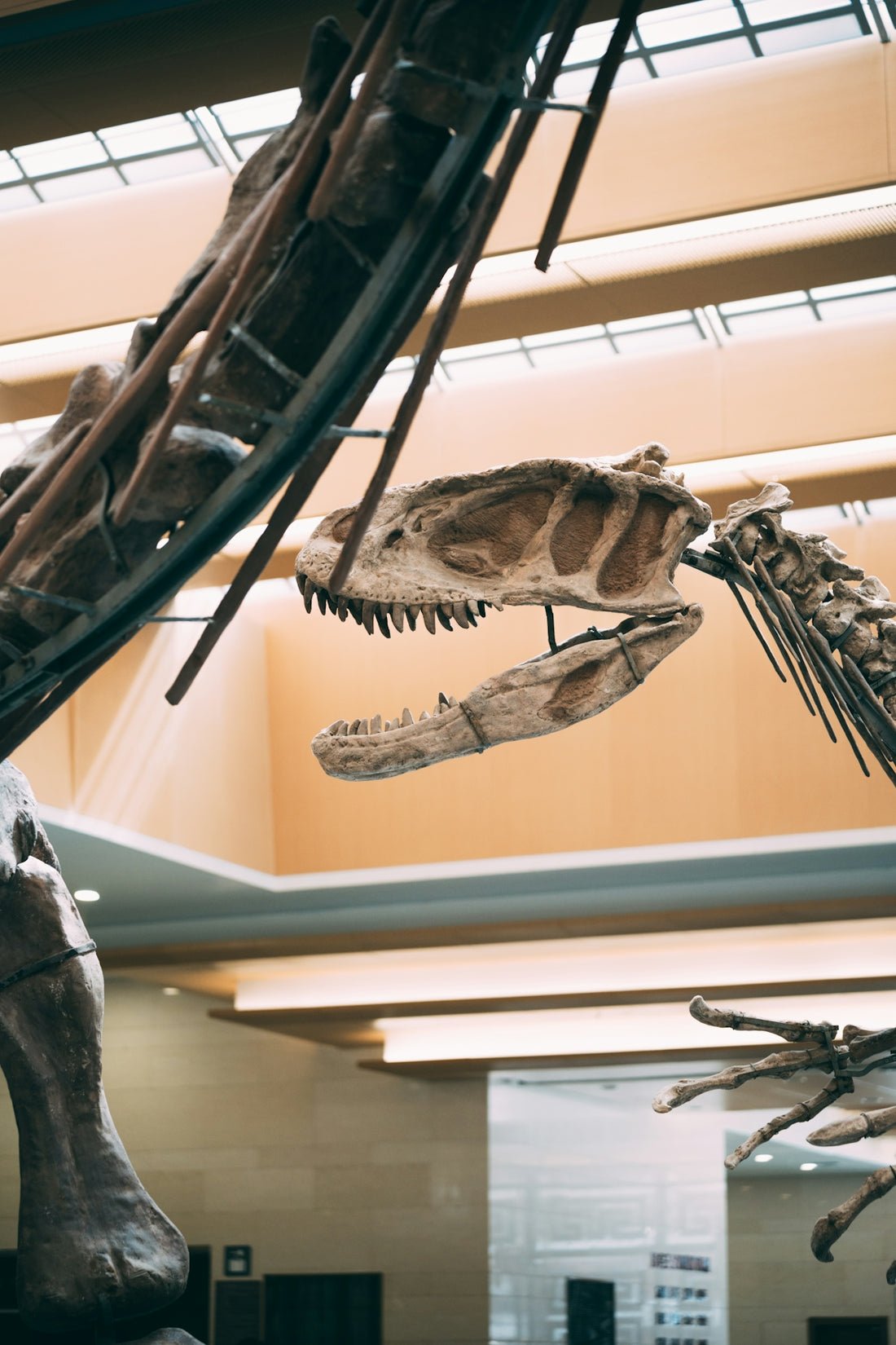 a museum filled with lots of different types of dinosaurs