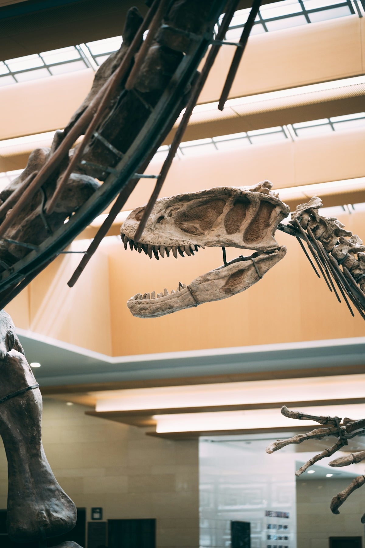 a museum filled with lots of different types of dinosaurs