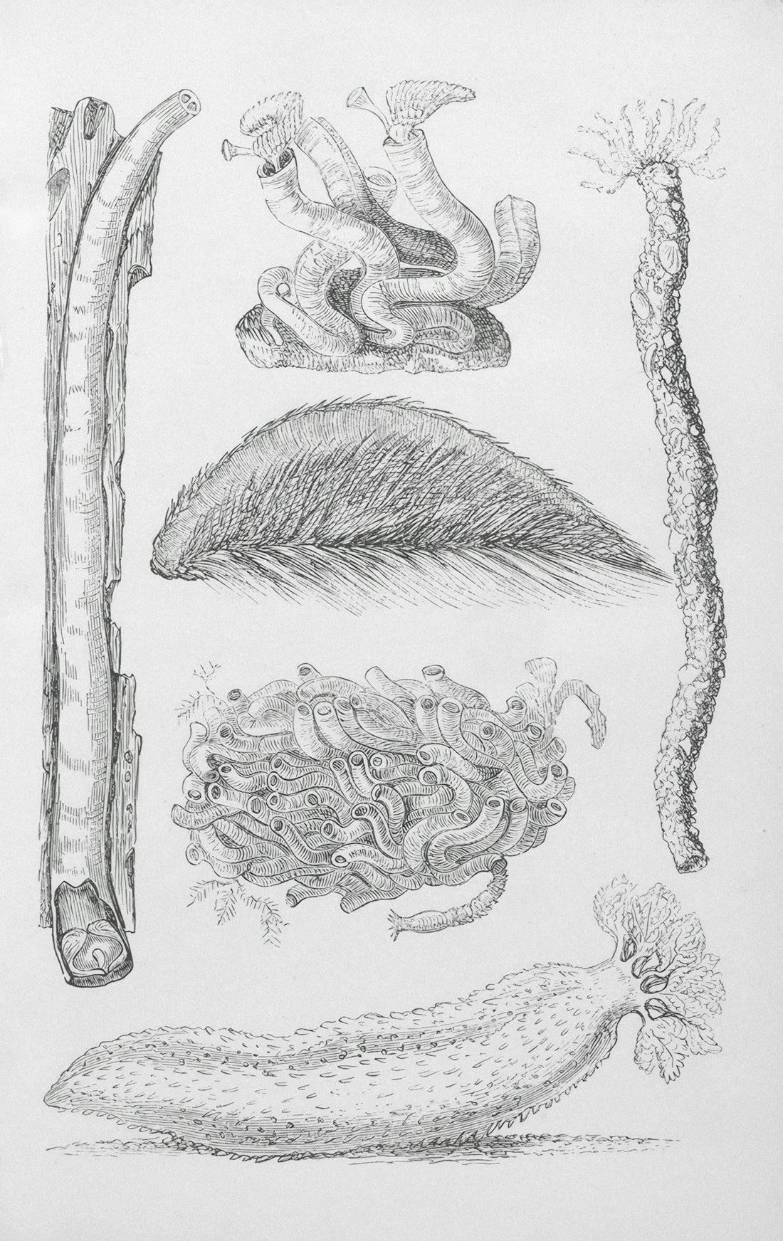 Pencil sketch of various marine invertebrates