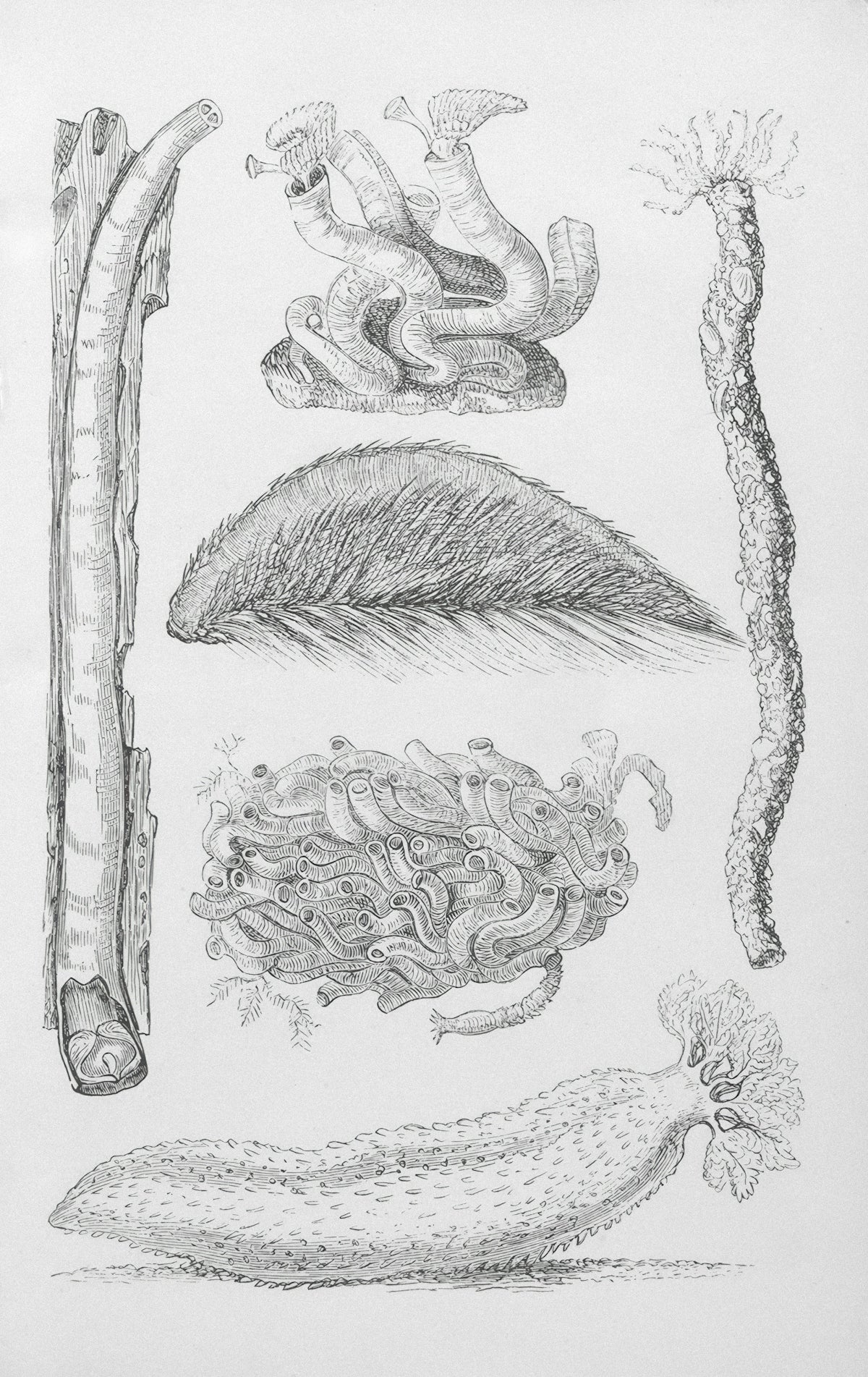 Pencil sketch of various marine invertebrates