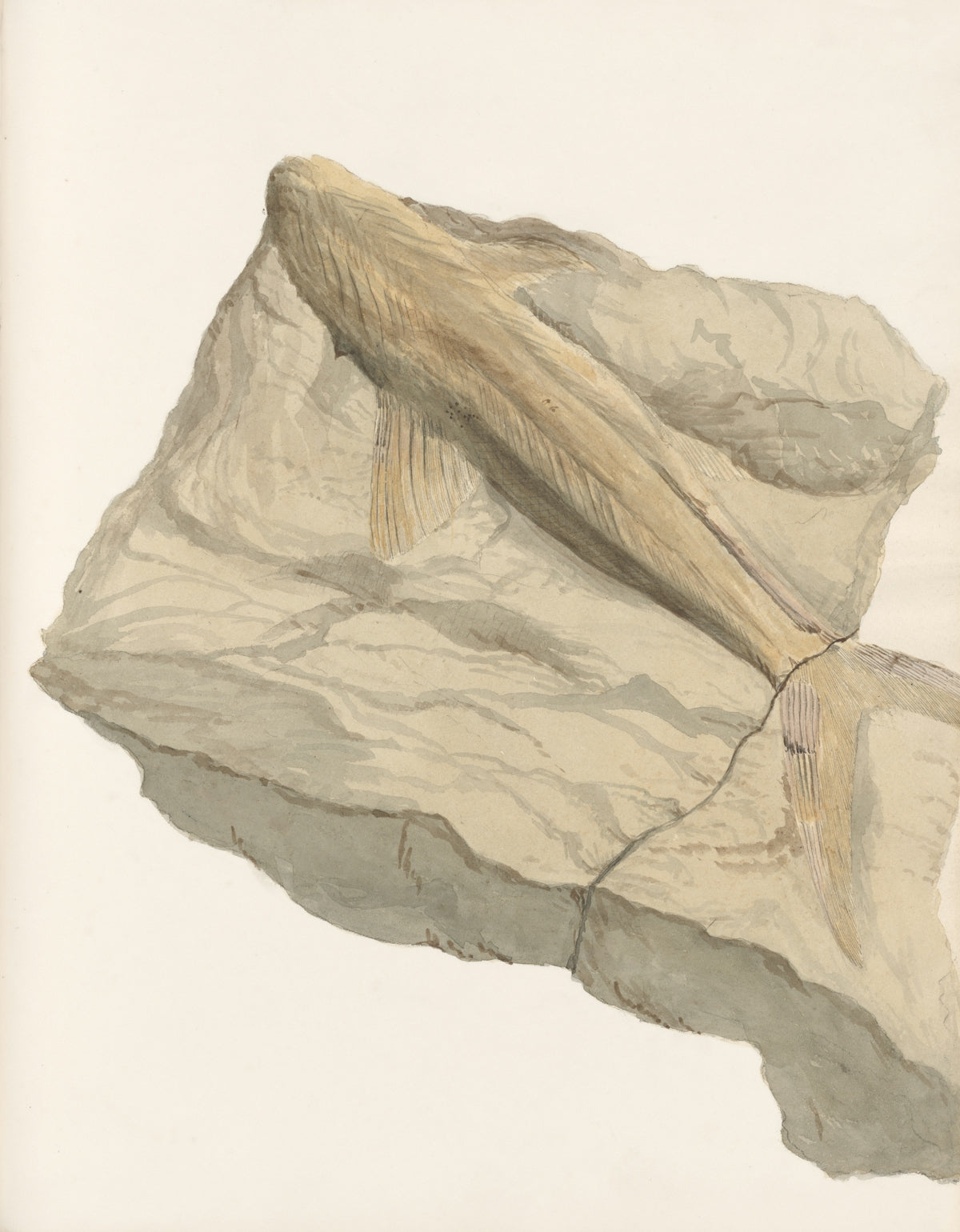 Fossilized fish impression on a rock fragment