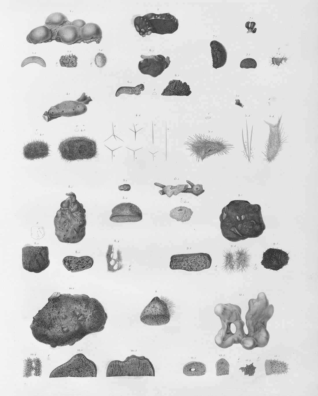 Collection of various mineral and fossil specimens