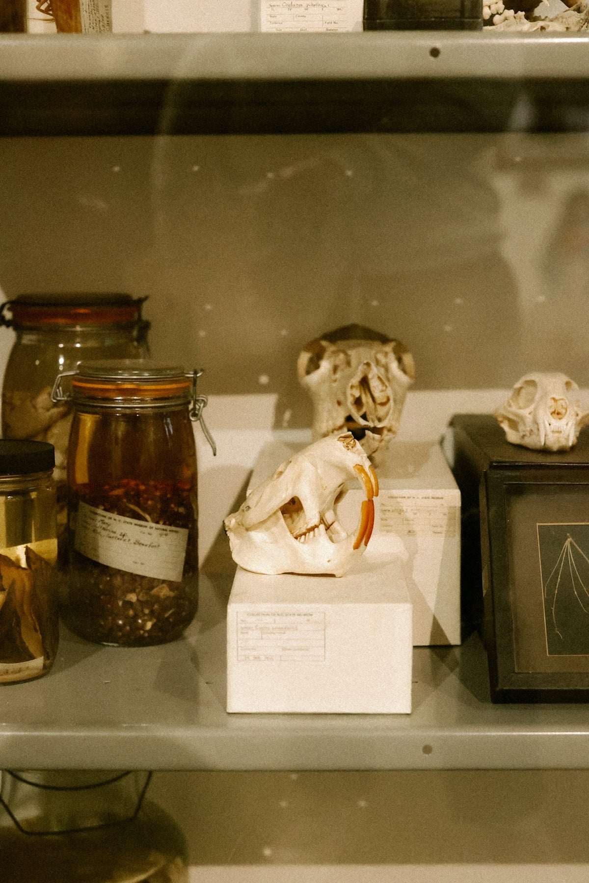 Animal specimens and bones displayed on a shelf.