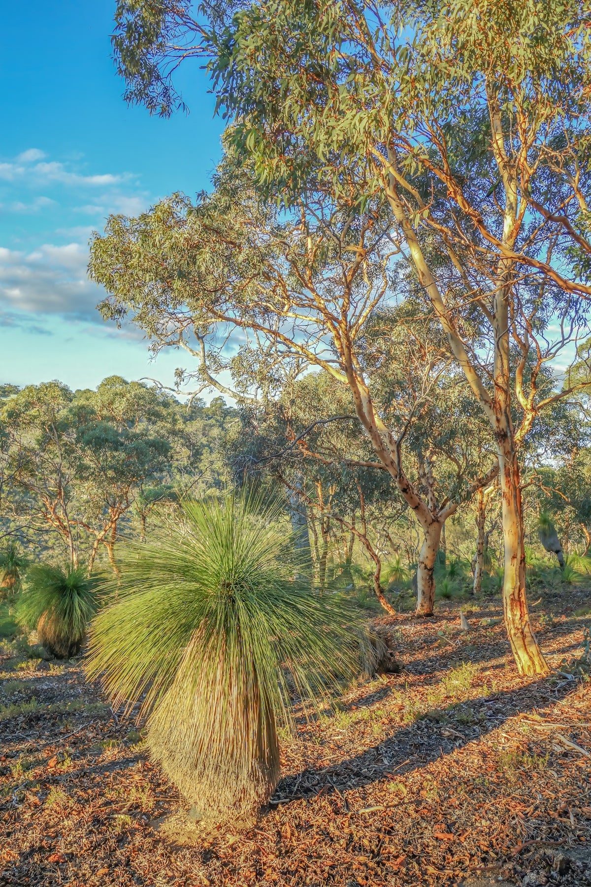 Grass tree and eucalyptus trees in sunlit australian bushland.