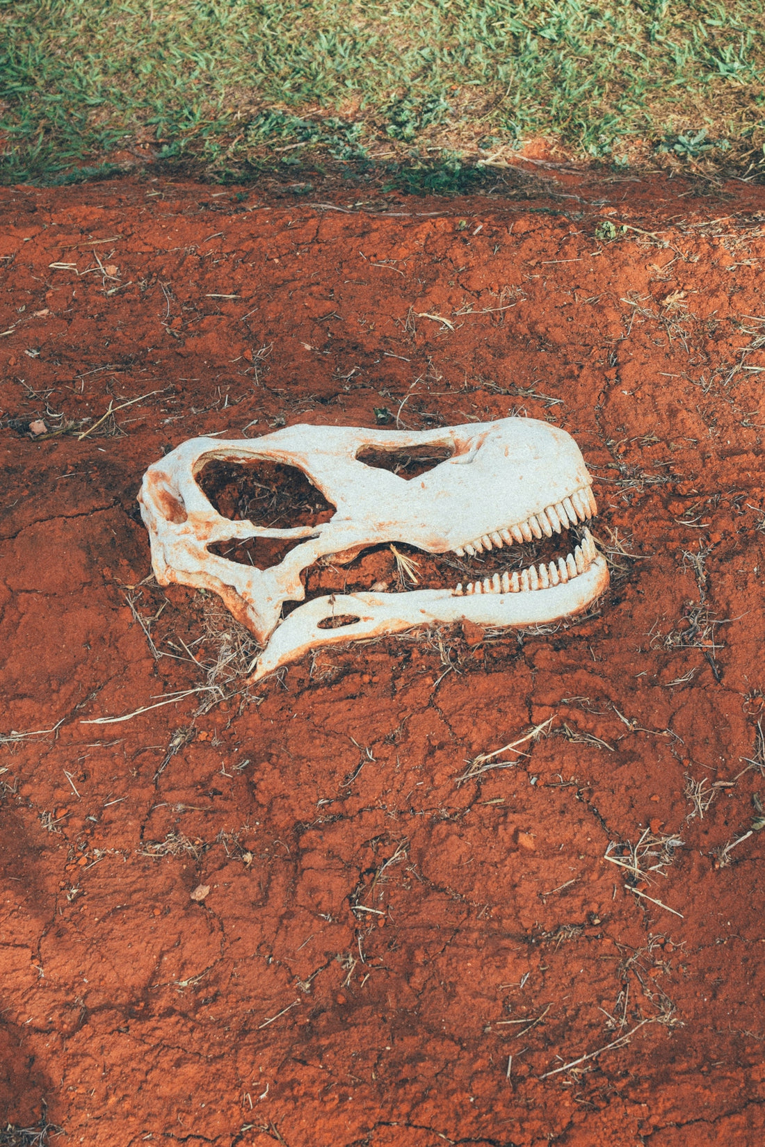 A white dinosaur skull replica rests on cracked red earth